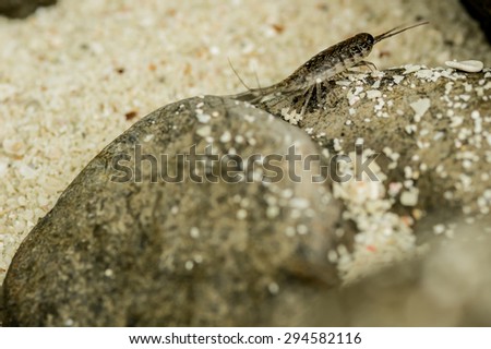 sea Roach,Sea slater (sea louse) on rough stone background