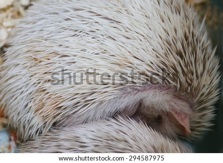  porcupine ,Young hedgehog in natural. Curious hedgehog sleeping in the woods on a sunny summer day
