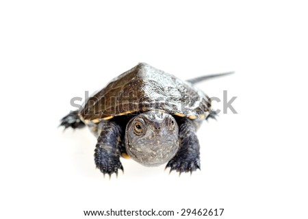 small turtle isolated on white background