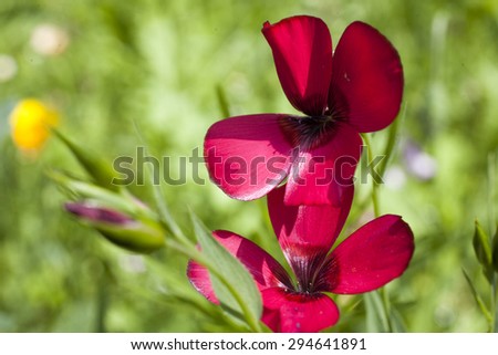Scarlet Flower