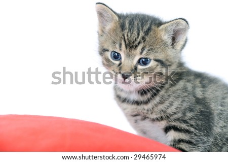 Adorable baby domestic kitten
