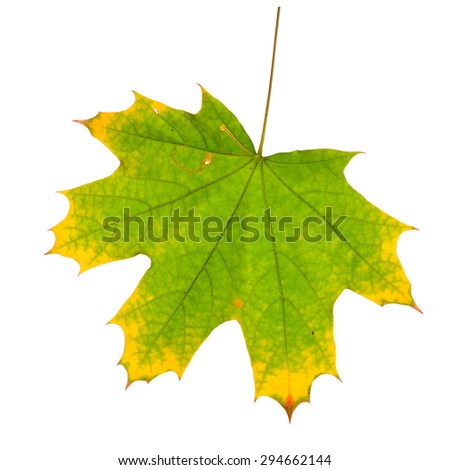 Colorful autumn maple leaf isolated on white background.