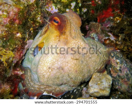 Underwater life, an Octopus vulgaris mollusk partially hidden in a hole, Mediterranean sea, Corsica