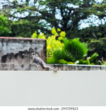 Tropical mocking bird resting on the wall square composition