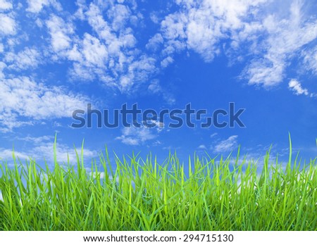 Green grass with blue sky background and sunlight