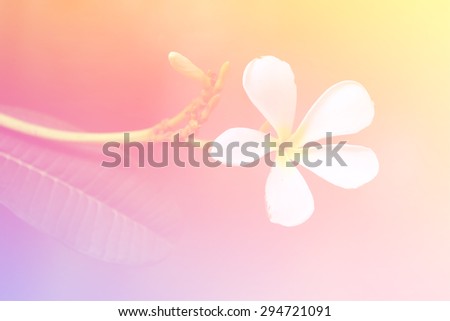  Plumier flowers sweet tone