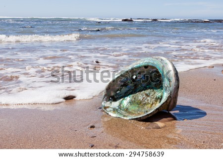 Big Perlemoen Abalone shell showing the iridescent nacre mother-of-pearl interior washed onto California beach at Pacific Ocean coast, USA Royalty-Free Stock Photo #294758639