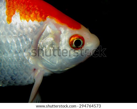 Carassius auratus. Gold fish
