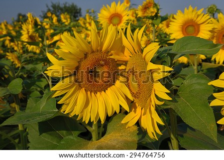 Golden reflections at sunrise - sunflowers and bees