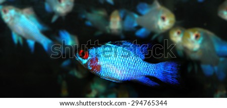 Aquarium fish 