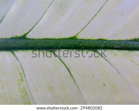 Abstract white leaf texture for background photo