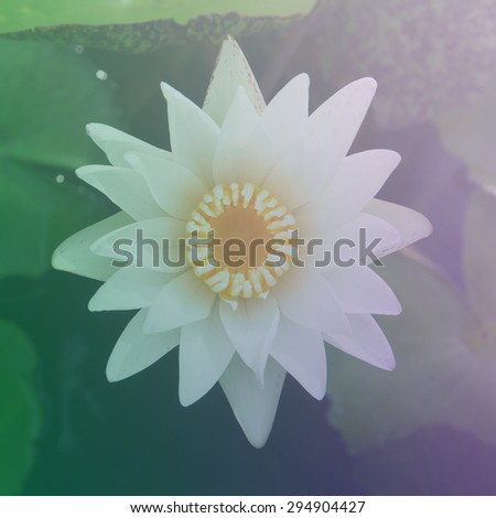 beautiful lotus flowers made with color filters