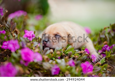 newborn puppy lying down in flowers