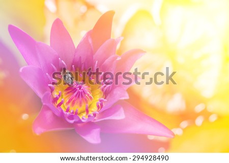 Beautiful. Lotus flowers with Soft Focus Color Filtered background
