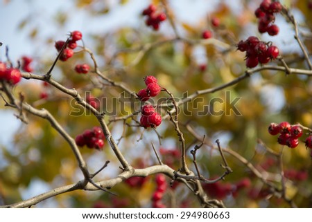 Red berries that hang on the tree. Fall. Sunny day.