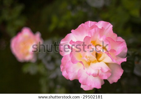 a large pink and yellow rose taken with a shallow depth of field creating a soft focus of green leaves and another rose