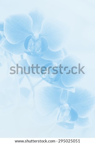 Close up soft orchid flower in pastel filtered as background