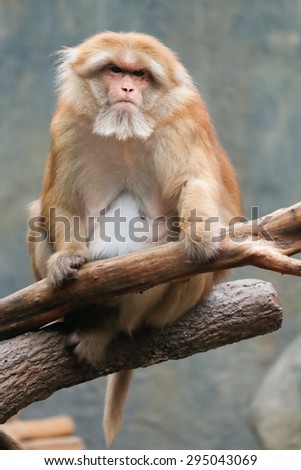Assamese macaque is sitting on the wood