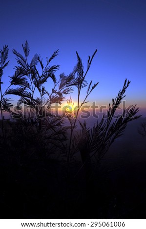 sunrise rings with foreground tree branch
