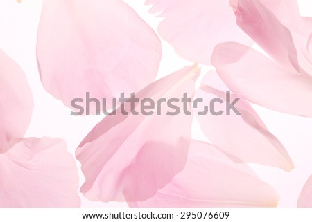 Petal of the carnation