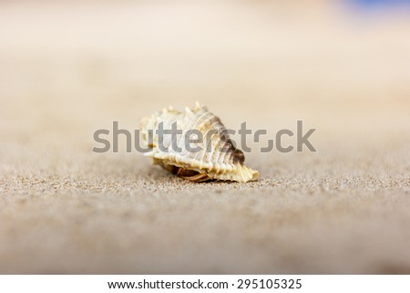 The shell on the ocean beach 