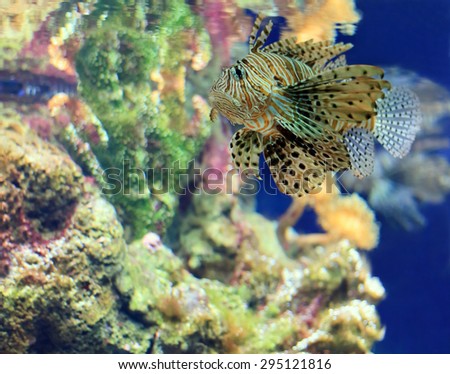 tropical Fish on a coral reef