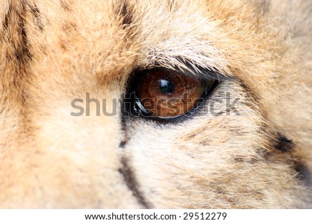 Cheetah - eye detail