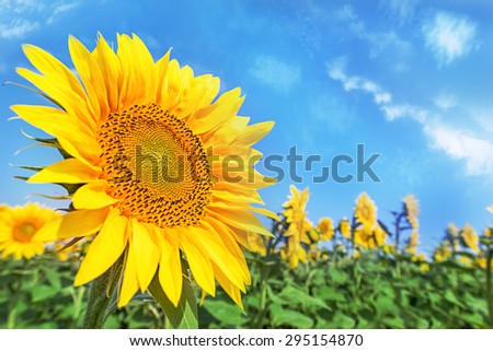Sunflower field over cloudy blue sky and bright sun lights.