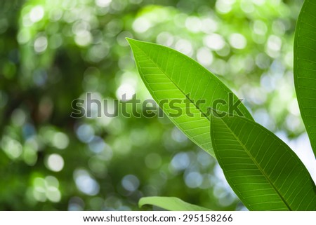 Green nature with copy space using as background or wallpaper.