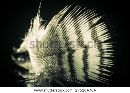feather of black background