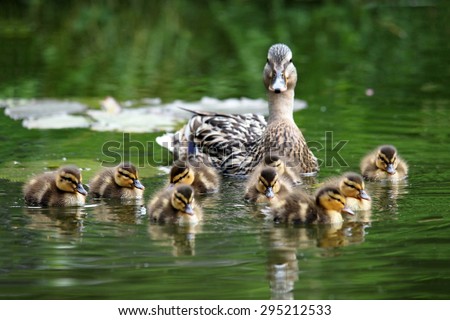 Mother duck with her ducklings Royalty-Free Stock Photo #295212533