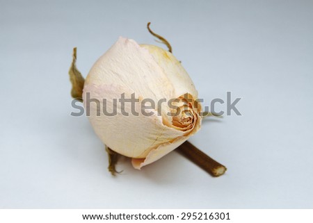Dry bud cream roses on a light background