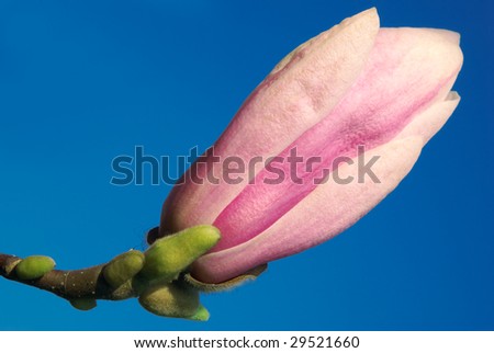 magnolia bud isolated against blue sky background
