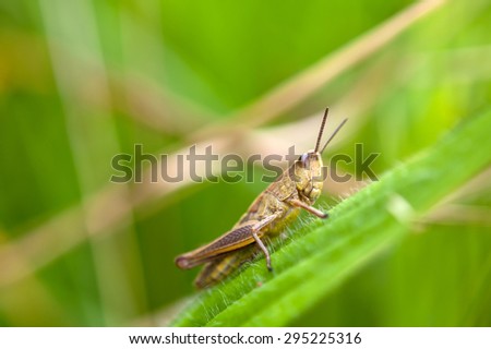 a grasshopper on leaf. Close up