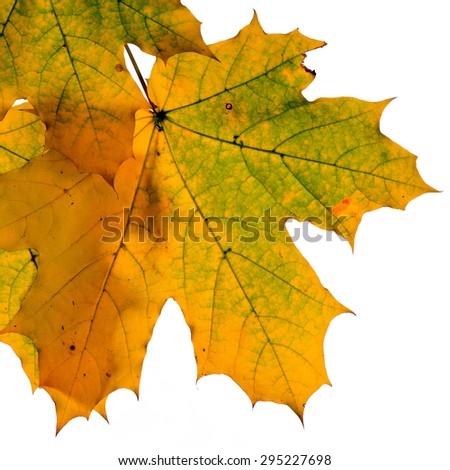 Colorful autumn branch isolated on white background.