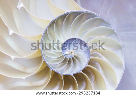 the nautilus shell section Royalty-Free Stock Photo #295237184