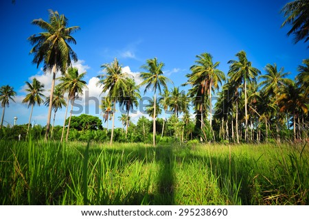 Coconut tree in garden from Trung, Thailand