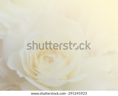 English rose in pastel tone for soft background.