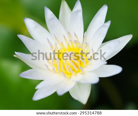 closeup of beautiful Lotus Flower.