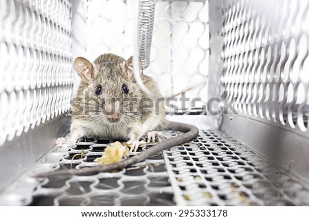 Rat in a spring-trap. Royalty-Free Stock Photo #295333178
