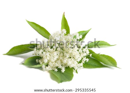 Elder flower isolated on white background Royalty-Free Stock Photo #295335545