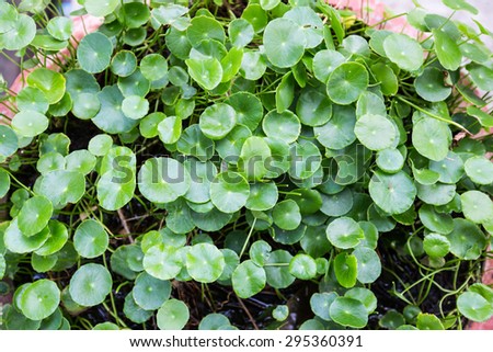 natural fresh Water Pennywort or Centella asiatica leaf