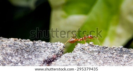 red fire ant go to home