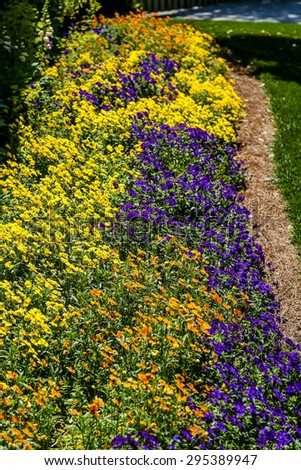 A bed of orange, yellow and purple flowers in a garden