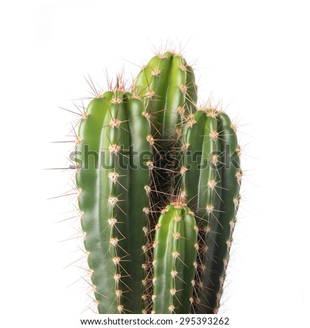 cactus isolated on white background  Royalty-Free Stock Photo #295393262