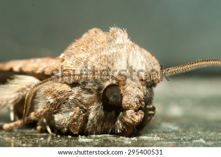 Night Insect Brown Moth Close Up Picture