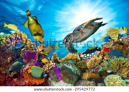 colorful coral reef with many fishes and sea turtle Royalty-Free Stock Photo #295429772