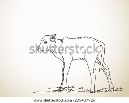 Sketch of calf, Hand drawn vector illustration