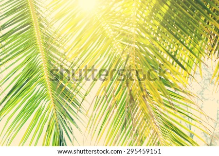 Leaves of Palm Trees in Sun Light, Background Toned under Retro. Travel design