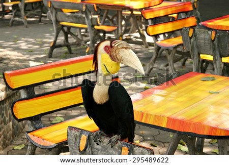 Wild toucan sitting on the back of a wooden chair in a summer cafe